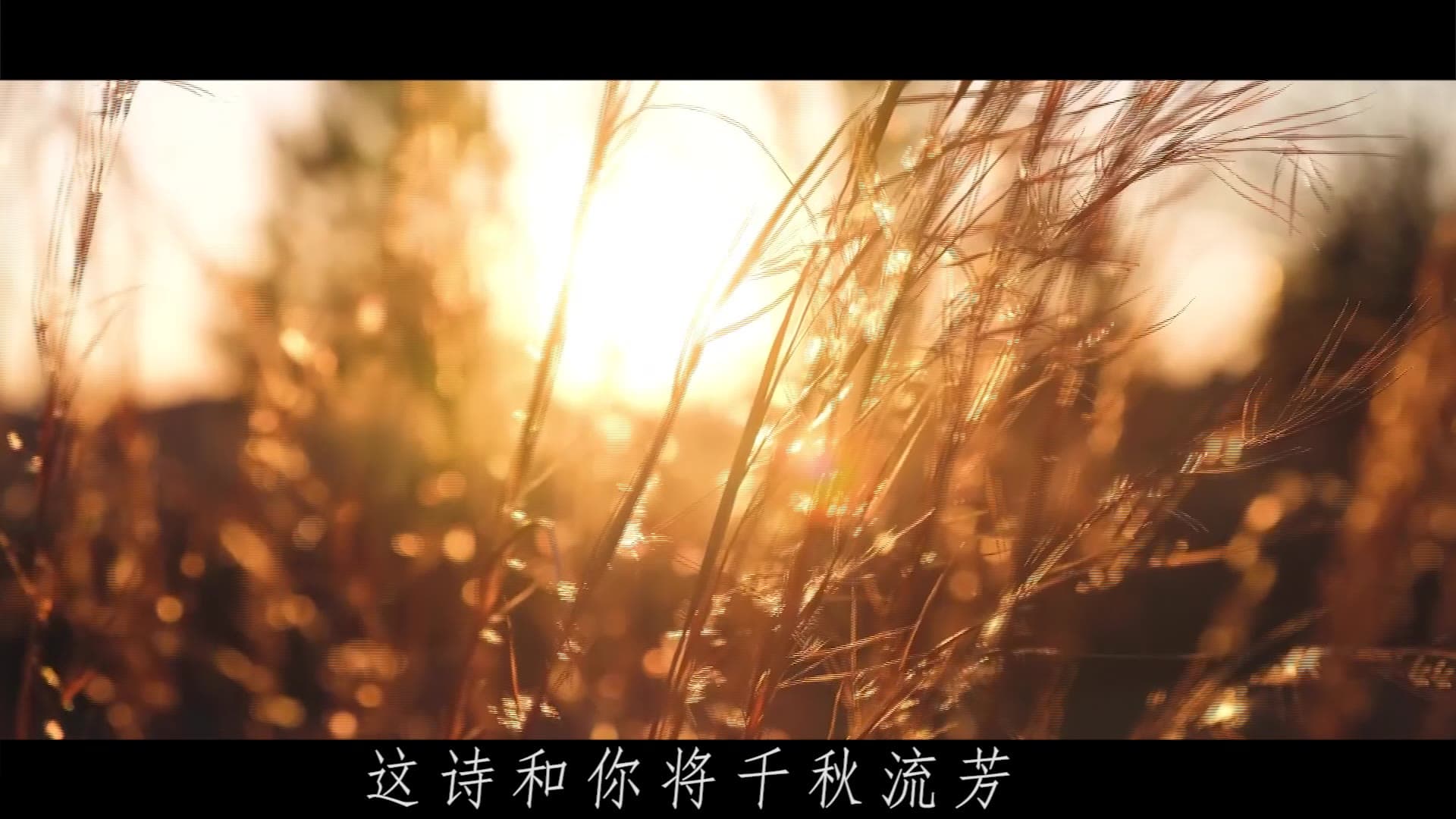 你的长夏永不凋落